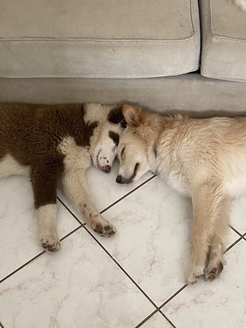 The nordix - Pension canine familiale - Bordeaux pet otel görseli 7