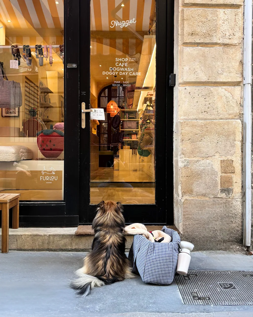 TRUFFE SOCIAL CLUB - Doggy daycare - Garderie loisirs sans hébergement à Bordeaux - Bordeaux pet otel görseli 2