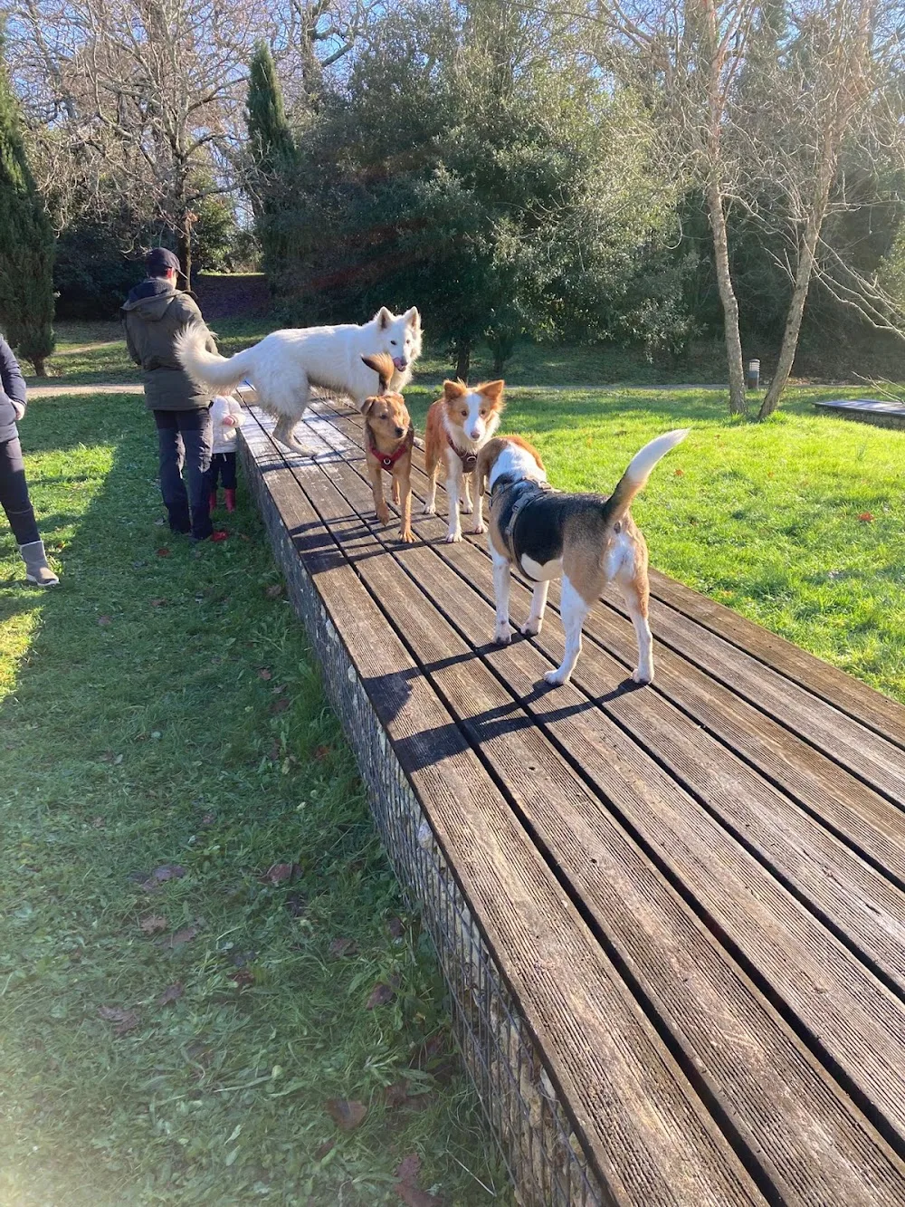 TRUFFE SOCIAL CLUB - Doggy daycare - Garderie loisirs sans hébergement à Bordeaux - Bordeaux pet otel görseli 3