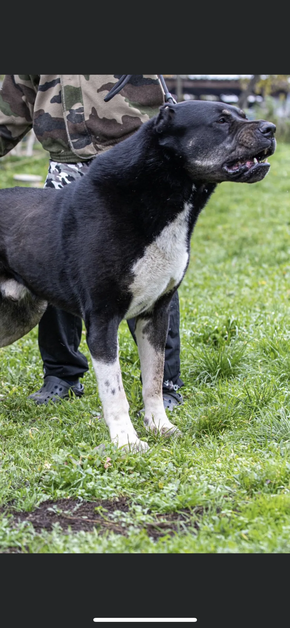 Big Cunale kennel - Borsod-Abaúj-Zemplén pet otel görseli 3