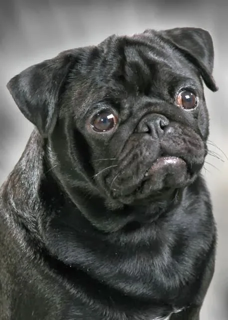 Black Jade Pakony Kennel - Borsod-Abaúj-Zemplén pet otel