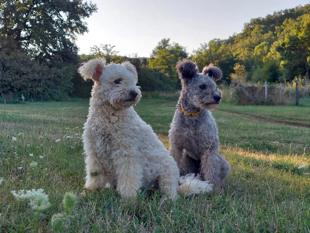 Bükki Cserfes Pumi kennel - Borsod-Abaúj-Zemplén pet otel