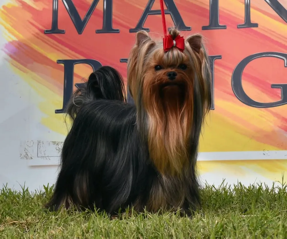 Di Evisi Yorkshire Terrier Kennel - Borsod-Abaúj-Zemplén pet otel