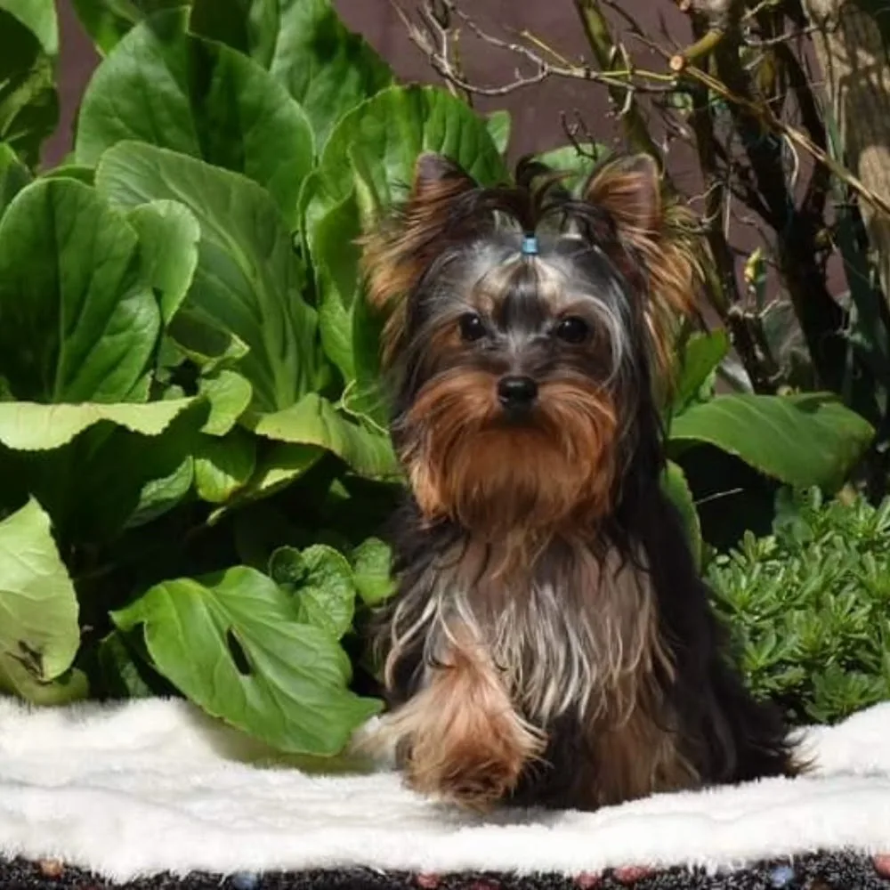 Di Evisi Yorkshire Terrier Kennel - Borsod-Abaúj-Zemplén pet otel görseli 3