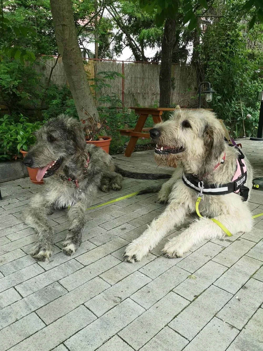 Divinus Gringo Irish Wolfhound Kennel - Borsod-Abaúj-Zemplén pet otel