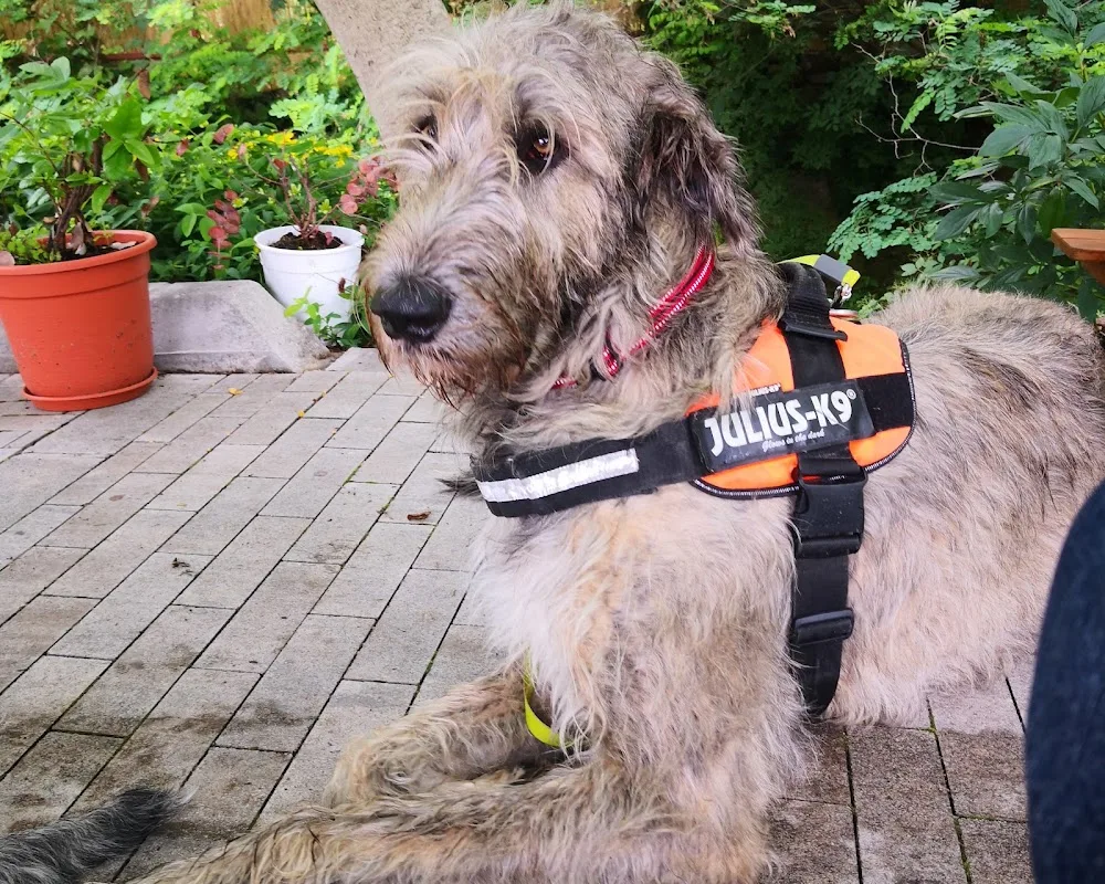Divinus Gringo Irish Wolfhound Kennel - Borsod-Abaúj-Zemplén pet otel görseli 3