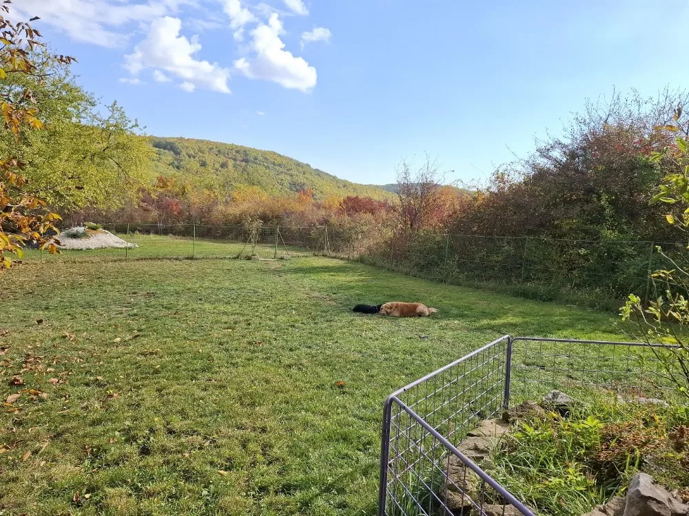 Doggy Hilton Hotel & Wellness Physiotherapy - Borsod-Abaúj-Zemplén pet otel görseli 3
