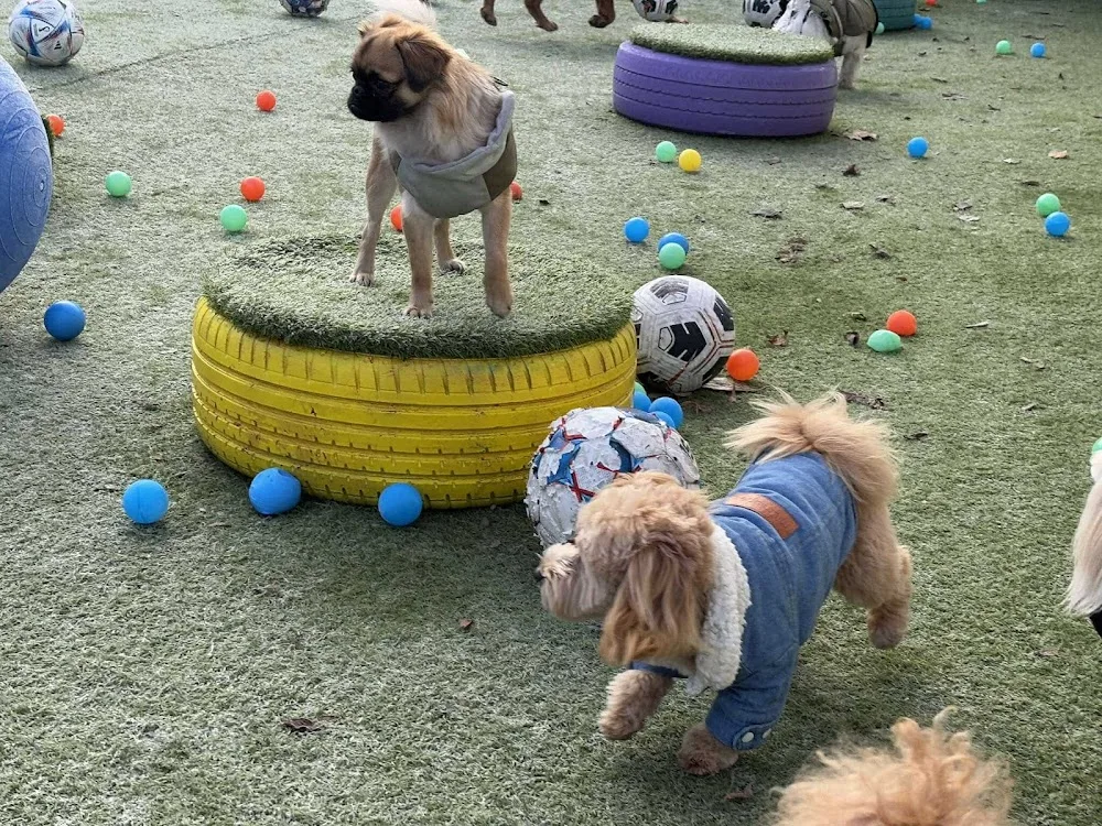 Doghouse kutyapanzió és kutyanapközi - Borsod-Abaúj-Zemplén pet otel