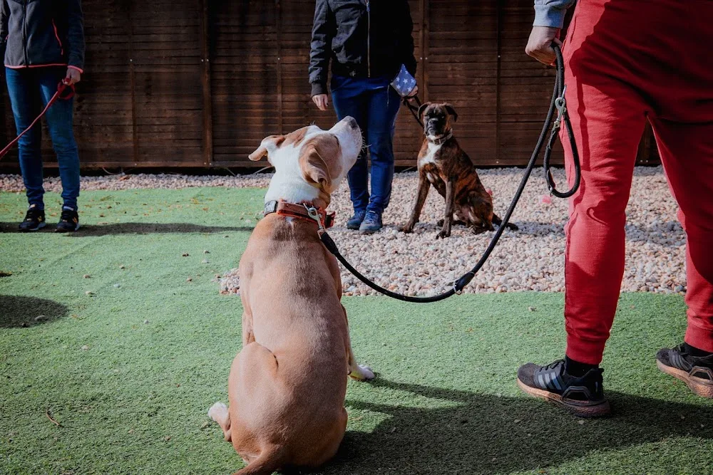 Doghouse kutyapanzió és kutyanapközi - Borsod-Abaúj-Zemplén pet otel görseli 3
