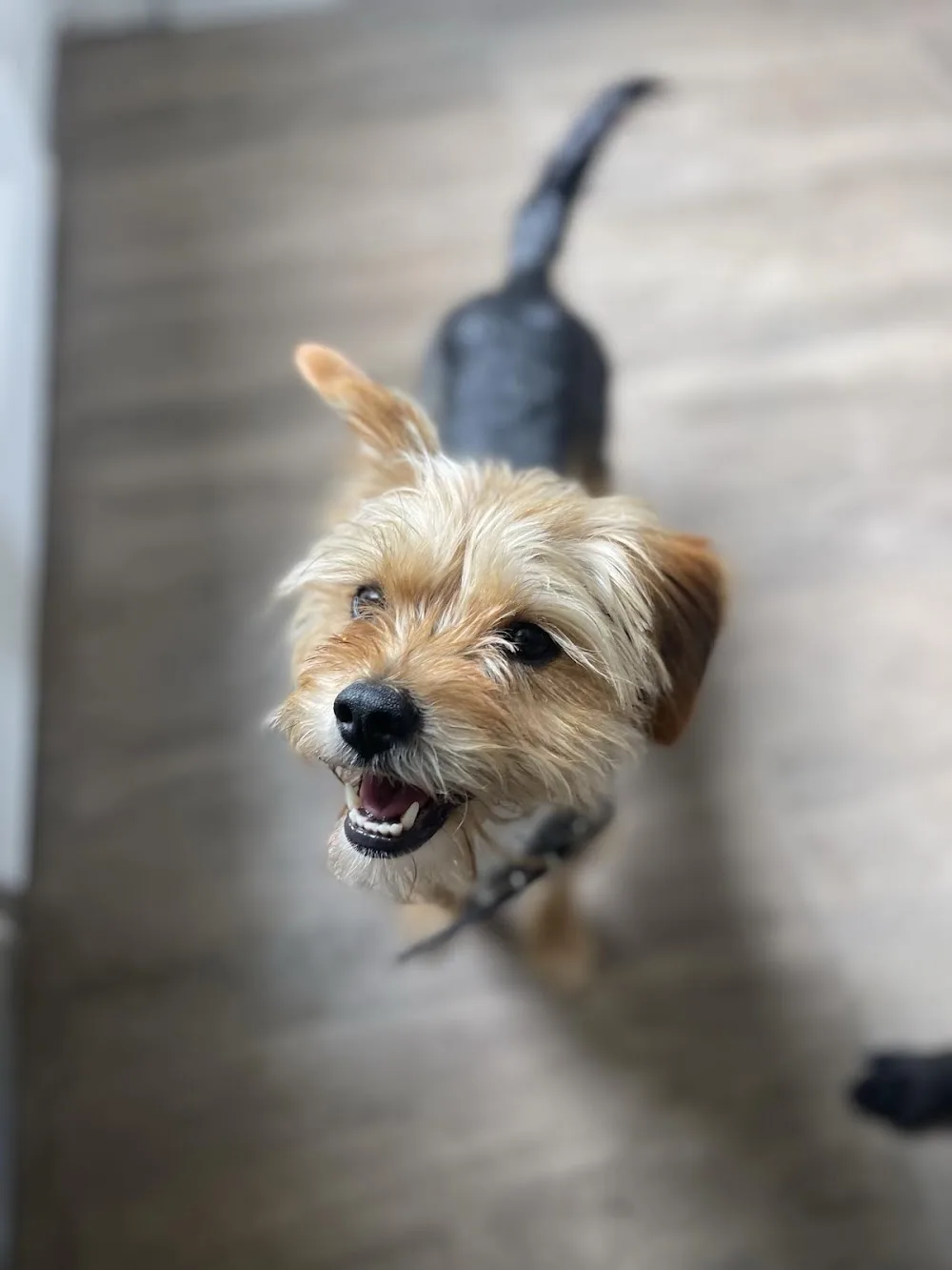 Dogplex Kutyapanzió és Napközi - Borsod-Abaúj-Zemplén pet otel görseli 2