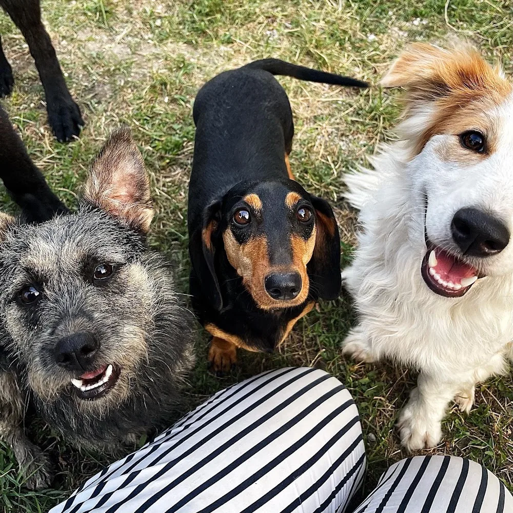 Dogplex Kutyapanzió és Napközi - Borsod-Abaúj-Zemplén pet otel görseli 3