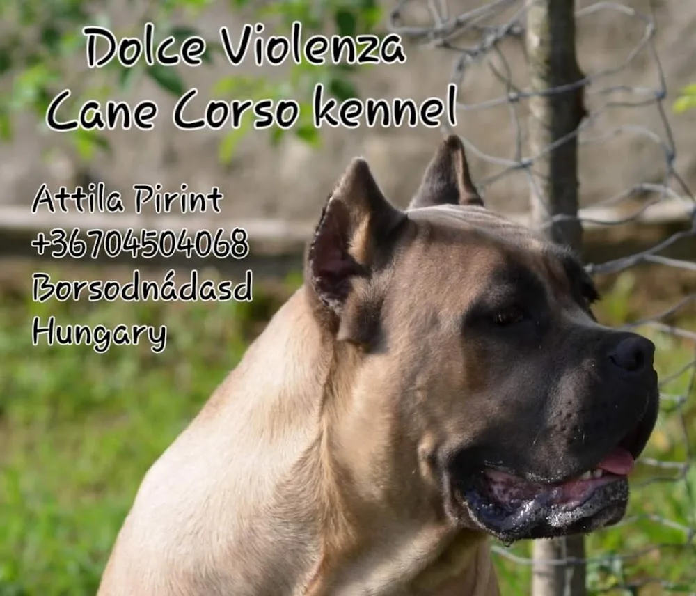 Dolce Violenza Cane Corso Kennel - Borsod-Abaúj-Zemplén pet otel görseli 2