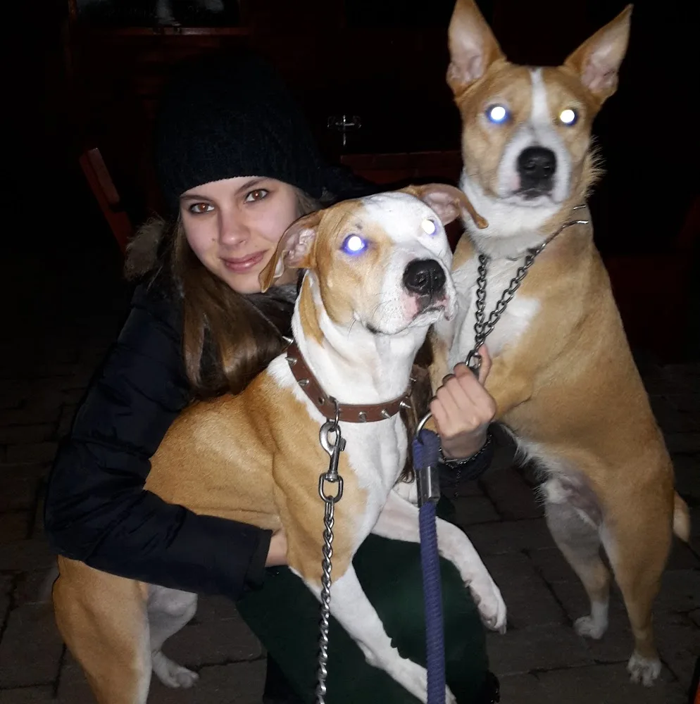 Ebedli Kutyapanzió és Kutyanapközi × Hejőkeresztúr - Borsod-Abaúj-Zemplén pet otel görseli 5