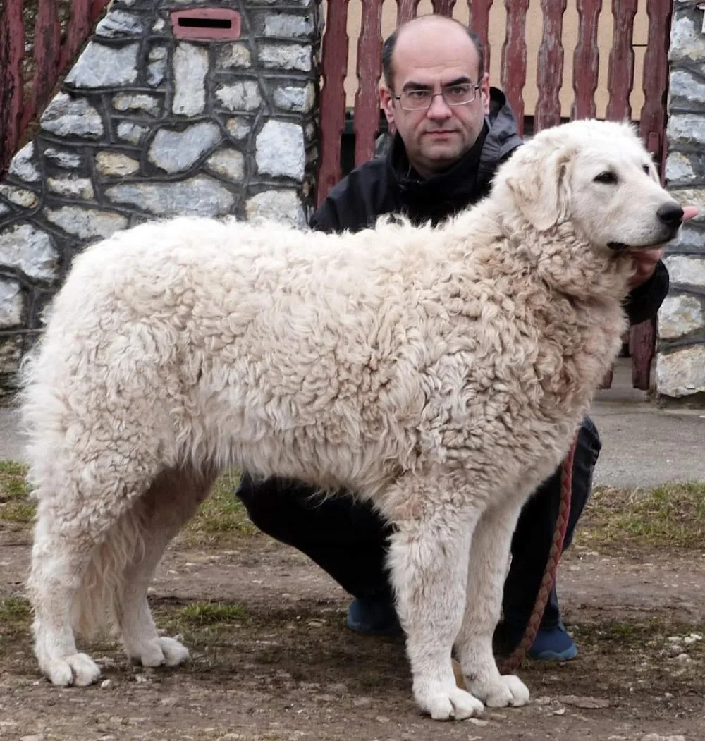 Edelény - Kerti Kuvasz Kennel - Borsod-Abaúj-Zemplén pet otel görseli 2