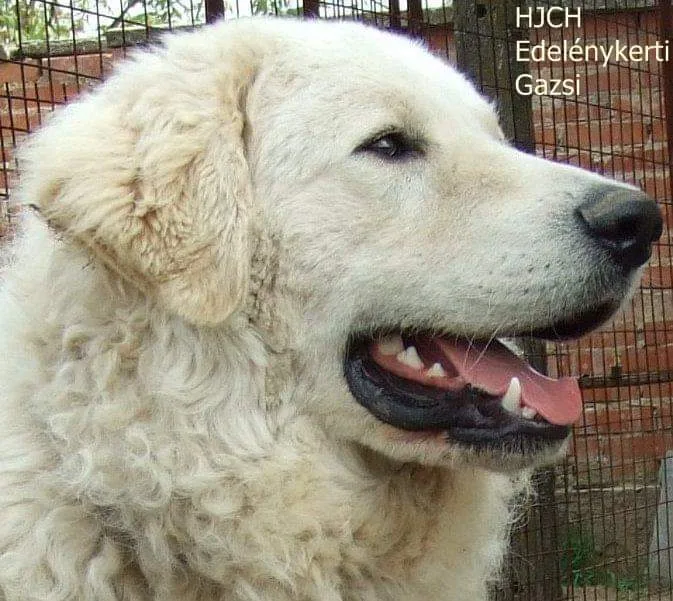 Edelény - Kerti Kuvasz Kennel - Borsod-Abaúj-Zemplén pet otel görseli 3