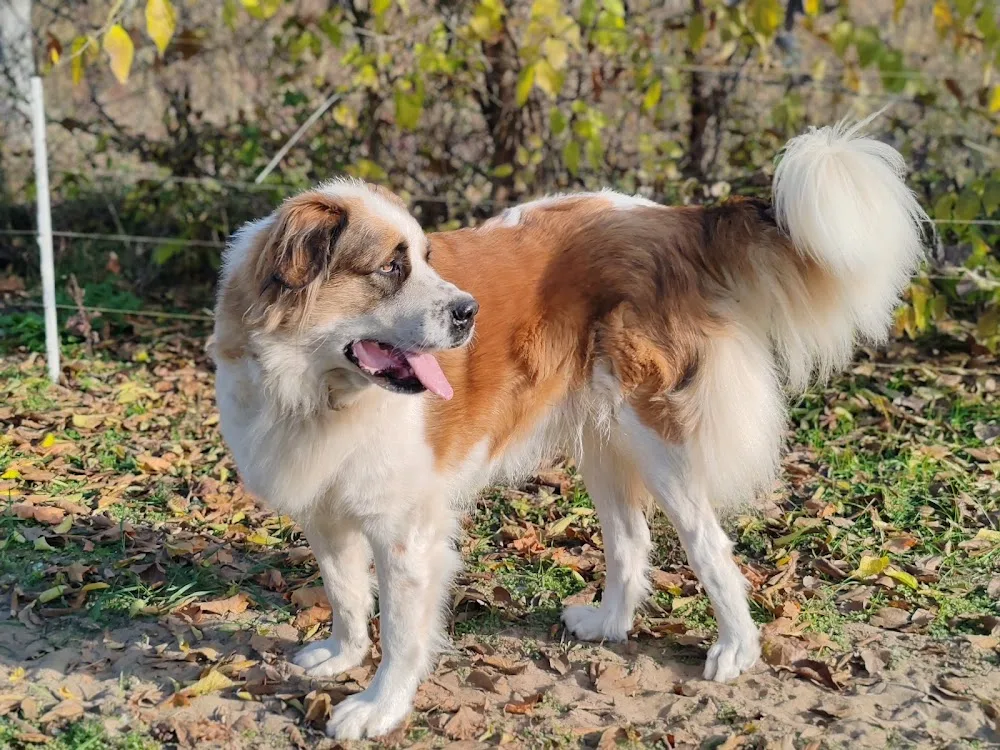 Egresvölgyi kennel - Borsod-Abaúj-Zemplén pet otel