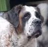 Egresvölgyi kennel - Borsod-Abaúj-Zemplén pet otel görseli 5