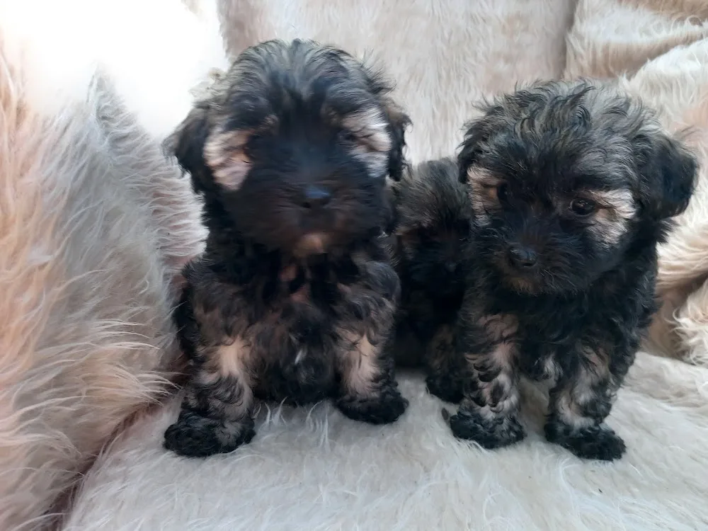 Füzesmenti havanese kennel - Borsod-Abaúj-Zemplén pet otel