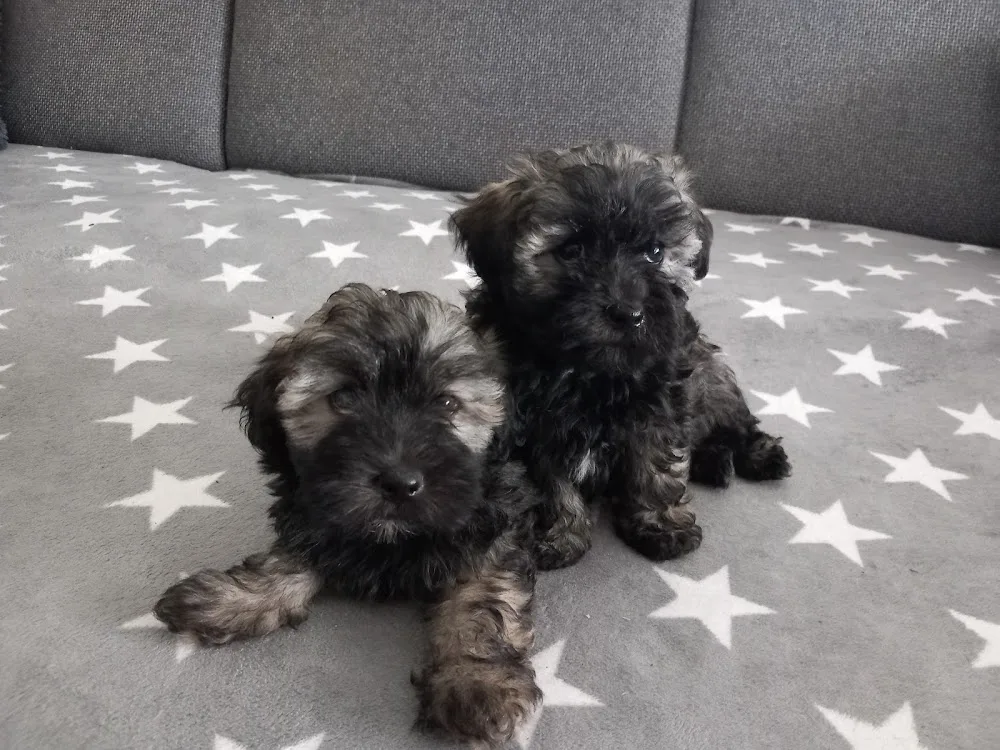 Füzesmenti havanese kennel - Borsod-Abaúj-Zemplén pet otel görseli 3
