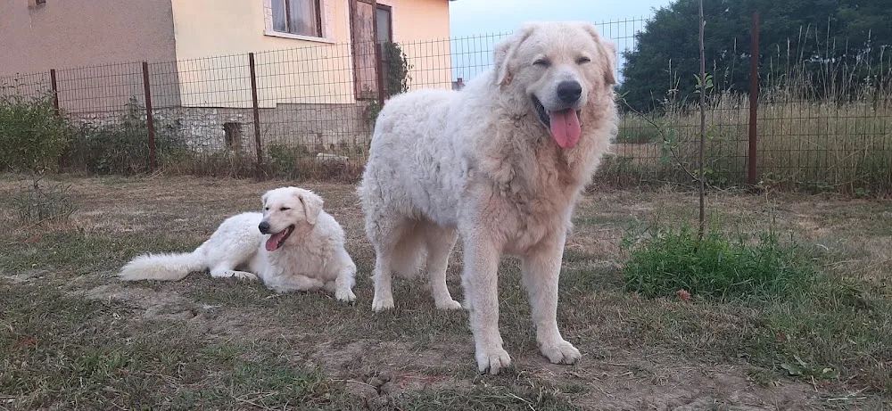 Gömöri-Betyár kuvasz kennel - Borsod-Abaúj-Zemplén pet otel