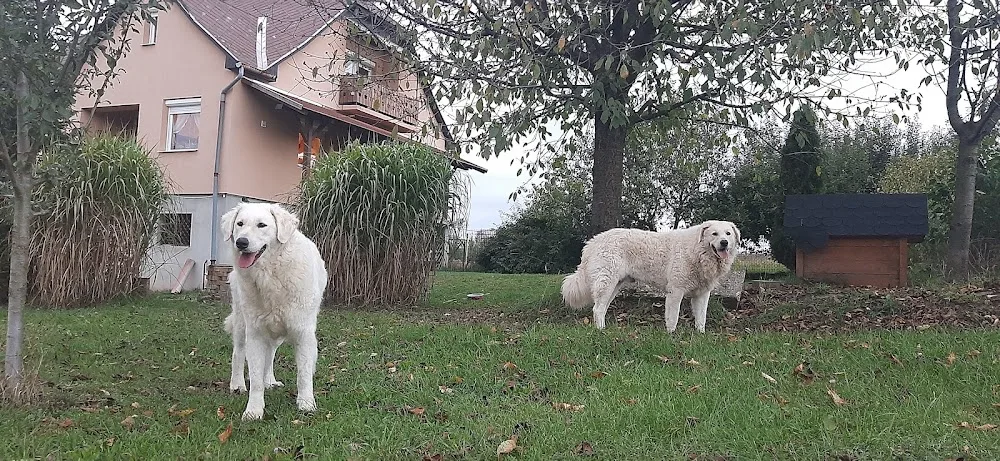 Gömöri-Betyár kuvasz kennel - Borsod-Abaúj-Zemplén pet otel görseli 3