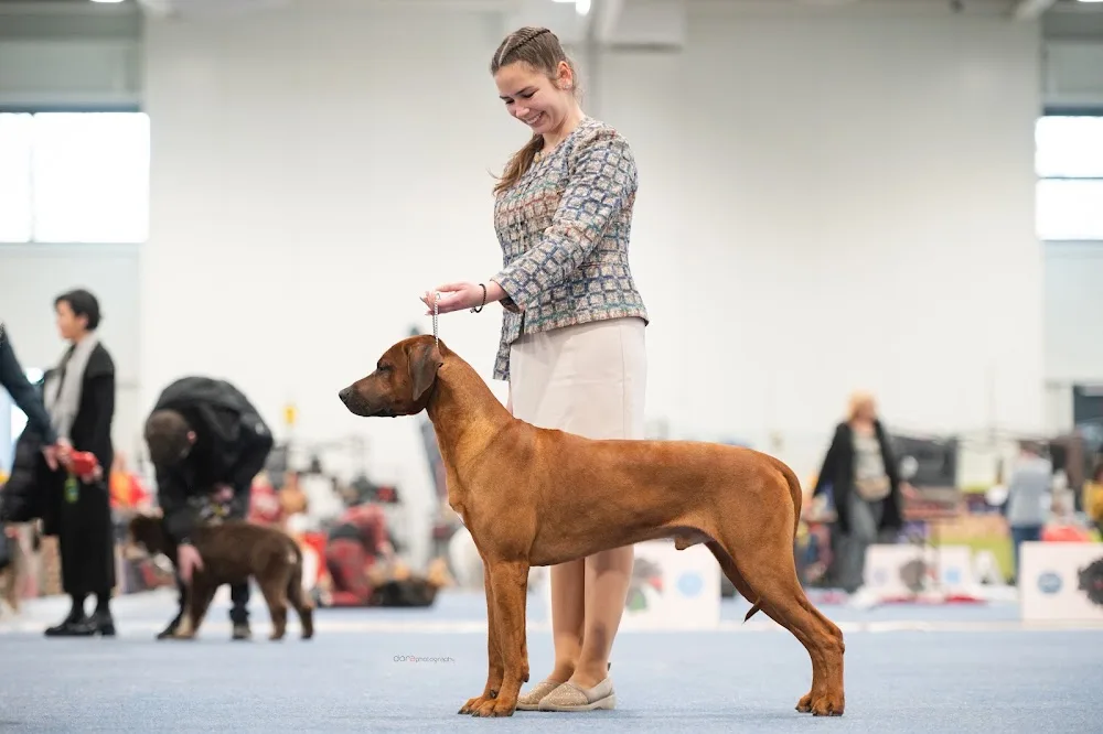 Hopeful Star Rhodesian Ridgeback Kennel - Borsod-Abaúj-Zemplén pet otel görseli 3