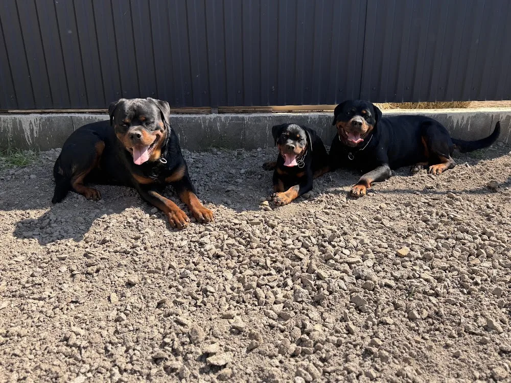 IndoTimber Rottweiler kennel - Borsod-Abaúj-Zemplén pet otel görseli 2