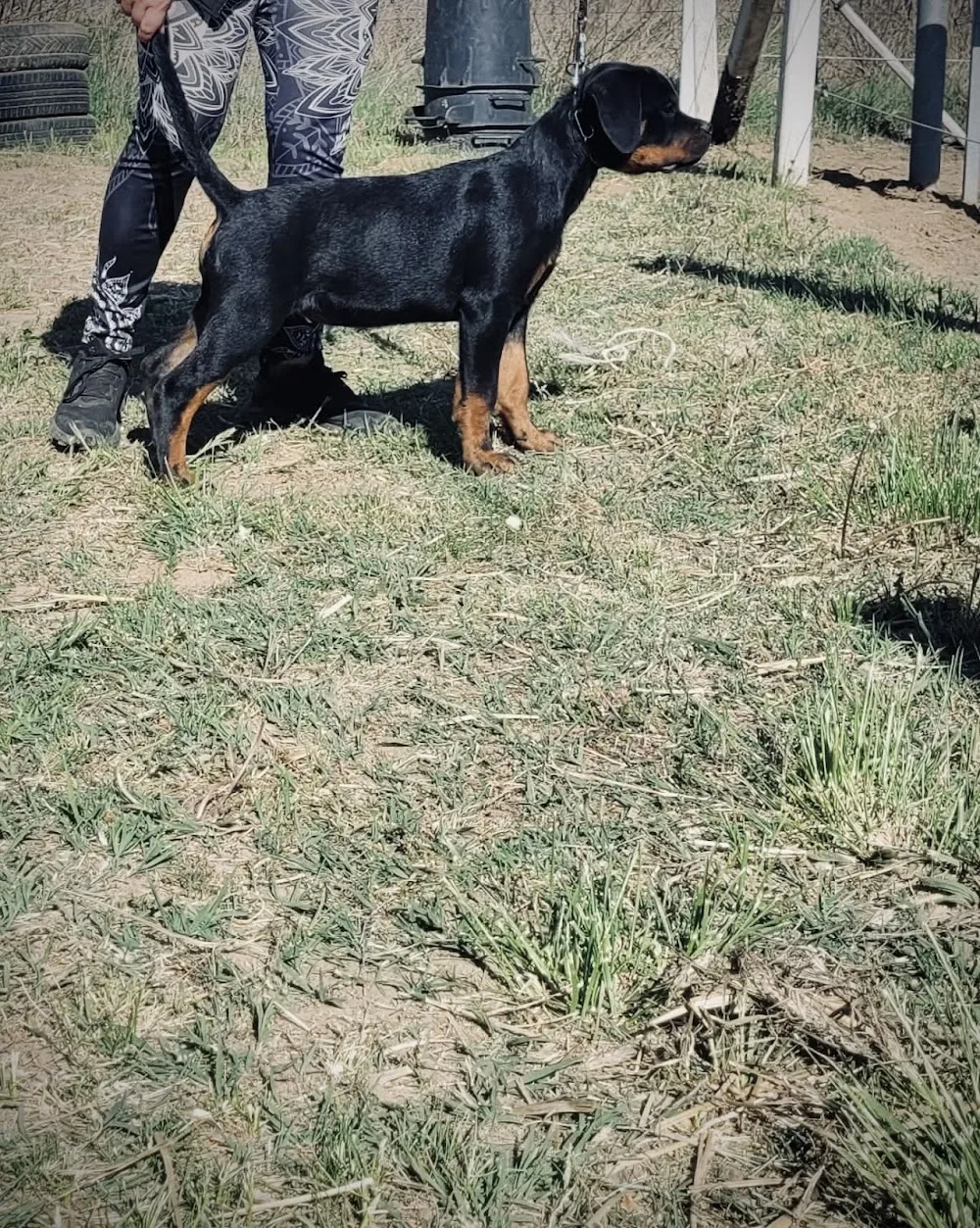 IndoTimber Rottweiler kennel - Borsod-Abaúj-Zemplén pet otel görseli 3