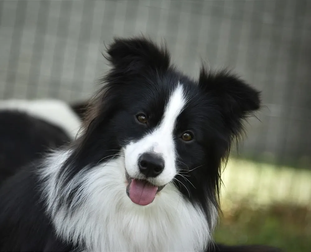 LeClway Border Collie Kennel - Borsod-Abaúj-Zemplén pet otel görseli 2