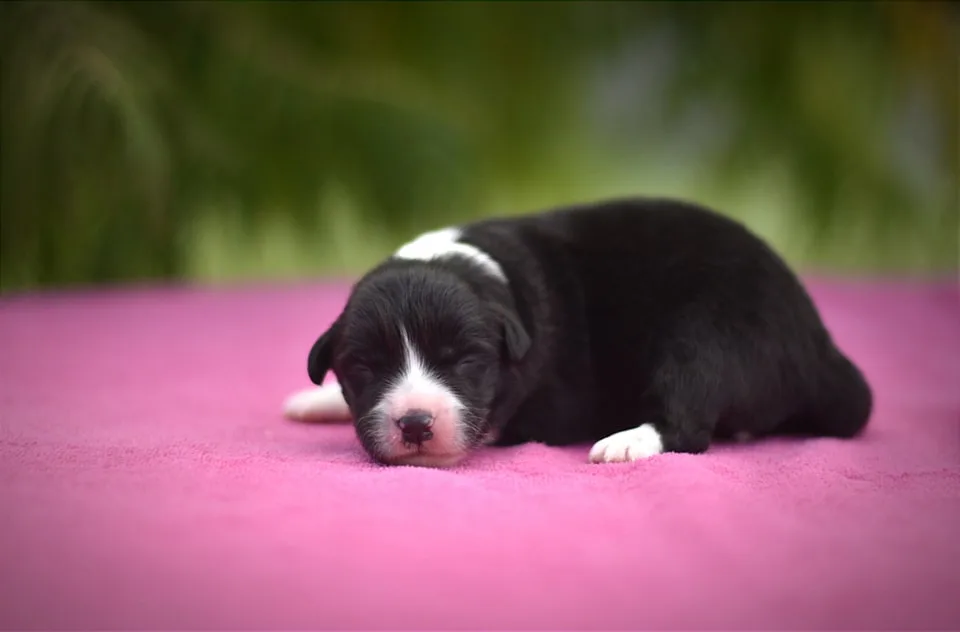 LeClway Border Collie Kennel - Borsod-Abaúj-Zemplén pet otel görseli 3