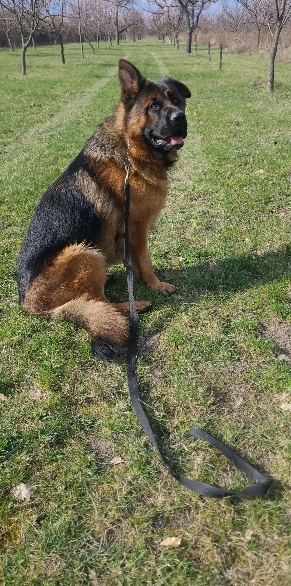 Lucky Dog Kutyapanzió - Borsod-Abaúj-Zemplén pet otel görseli 2