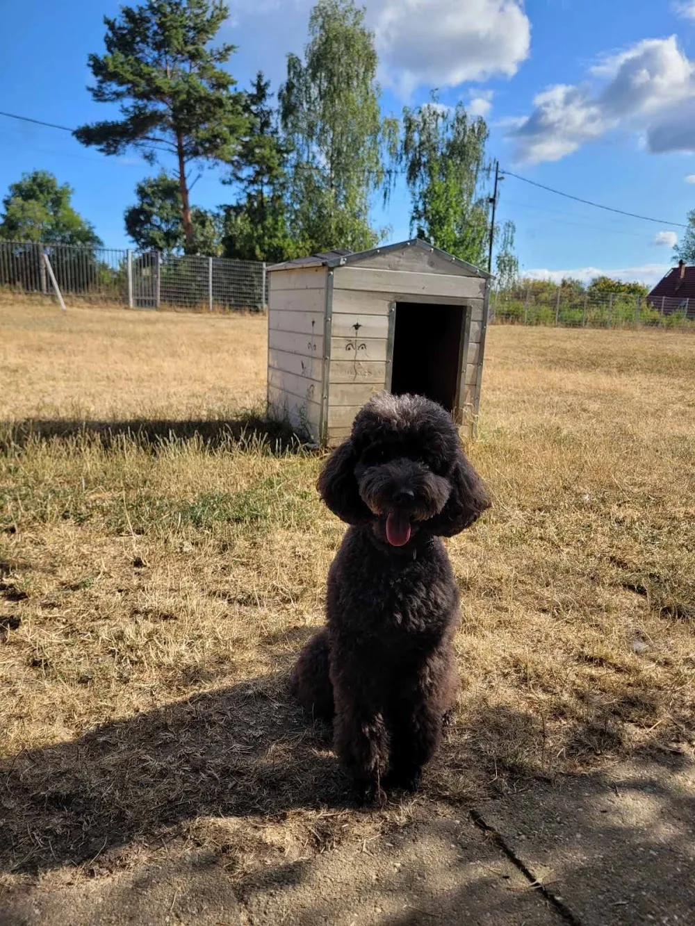 Lucky Dog Kutyapanzió - Borsod-Abaúj-Zemplén pet otel görseli 3