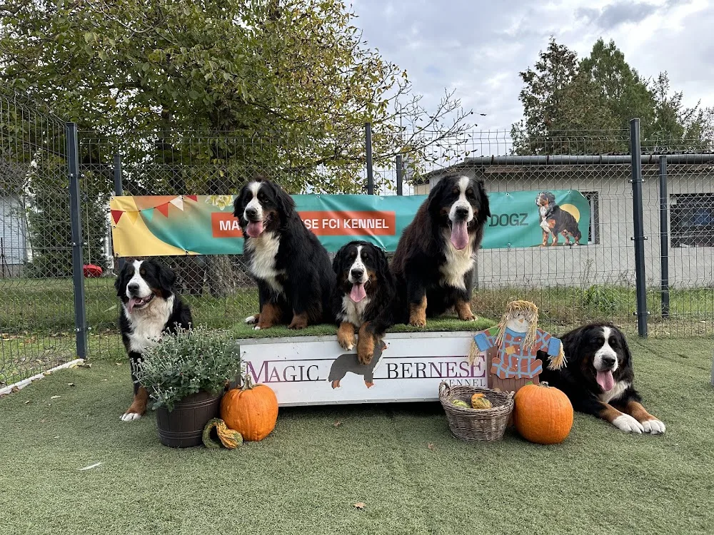 Magic Bernese Kennel- Berni pásztorkutya tenyészet, kutyapanzió/kutyanapközi - Borsod-Abaúj-Zemplén pet otel görseli 2