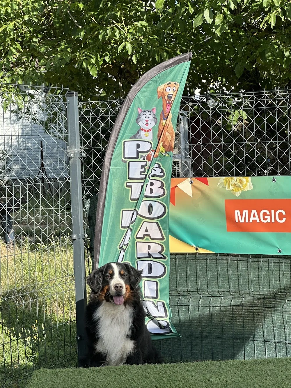 Magic Bernese Kennel- Berni pásztorkutya tenyészet, kutyapanzió/kutyanapközi - Borsod-Abaúj-Zemplén pet otel görseli 3