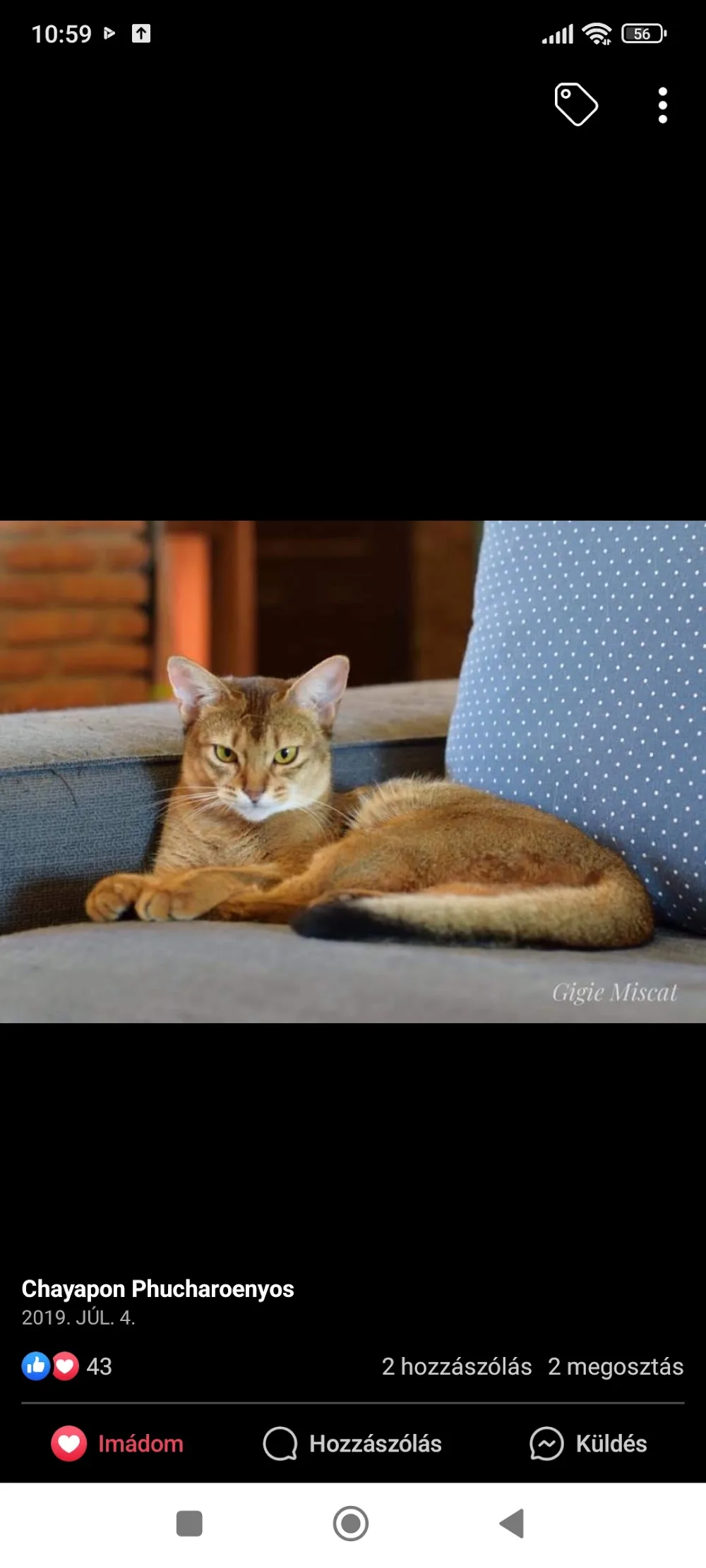 Miscat's Cattery abesszin cicatenyészet - Borsod-Abaúj-Zemplén pet otel görseli 2