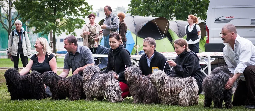 Pörgelóci Puli Kennel- 6xAranykoszorús Mestertenyészet - Borsod-Abaúj-Zemplén pet otel görseli 2