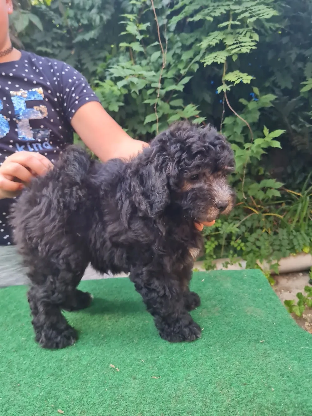 Pörgelóci Puli Kennel- 6xAranykoszorús Mestertenyészet - Borsod-Abaúj-Zemplén pet otel görseli 3