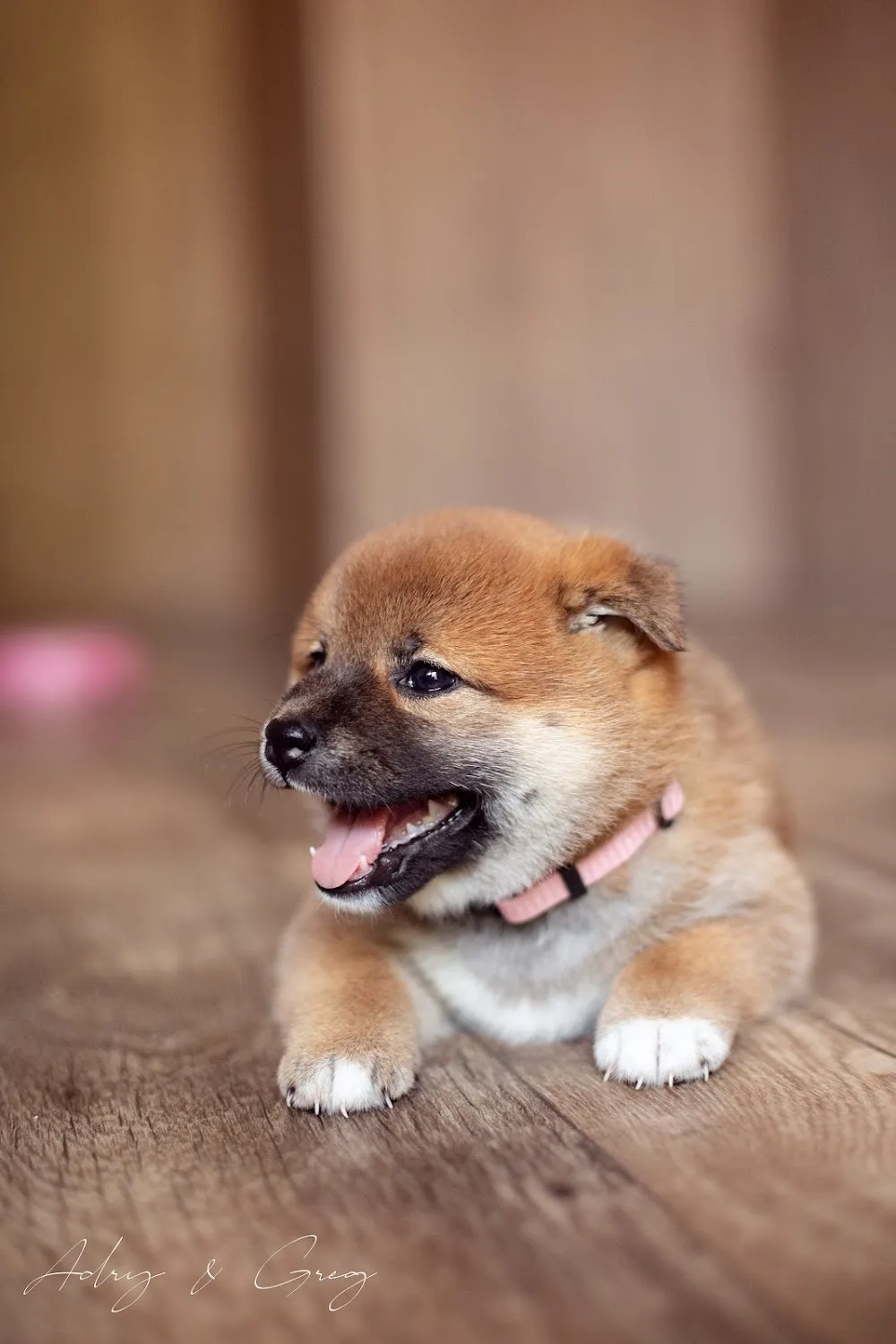 Pride & Beauty of Eger SHIBA INU KENNEL - Borsod-Abaúj-Zemplén pet otel