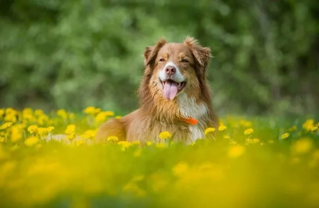 Pünkösdhegyi Kutyasuli, Kutya Panzió és Kutyás Klub - Borsod-Abaúj-Zemplén pet otel