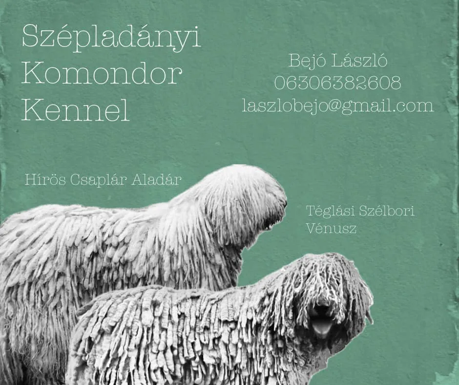 Szépladányi Komondor Kennel - Borsod-Abaúj-Zemplén pet otel