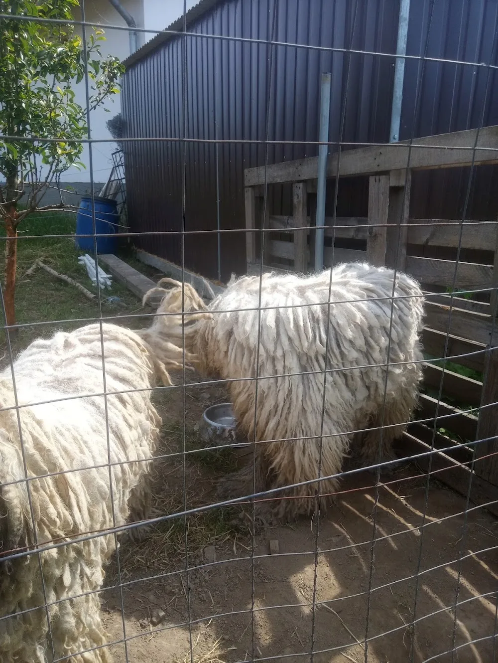 Szépladányi Komondor Kennel - Borsod-Abaúj-Zemplén pet otel görseli 3