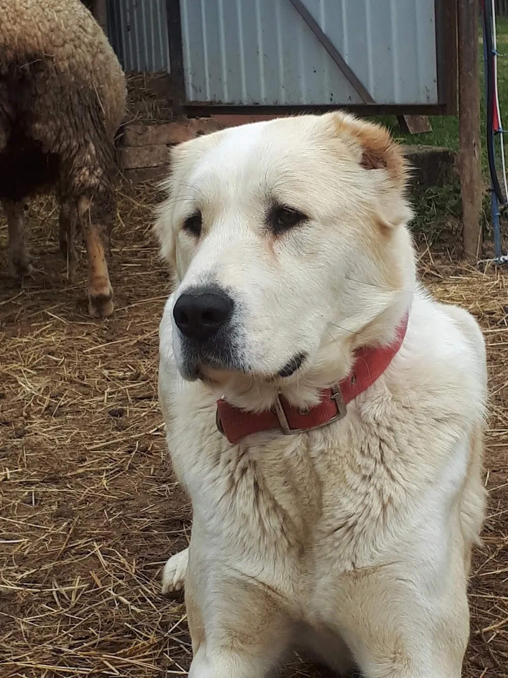 TIKOSISTAN CAO kennel - Borsod-Abaúj-Zemplén pet otel