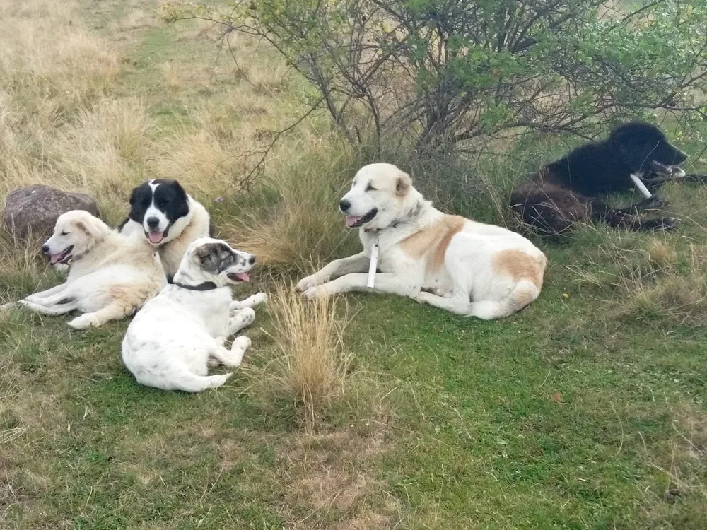 TIKOSISTAN CAO kennel - Borsod-Abaúj-Zemplén pet otel görseli 3