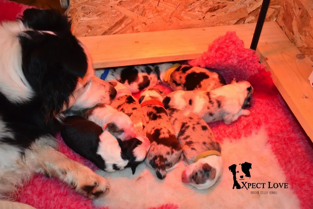 Xpect Love Border Collie Kennel - Borsod-Abaúj-Zemplén pet otel