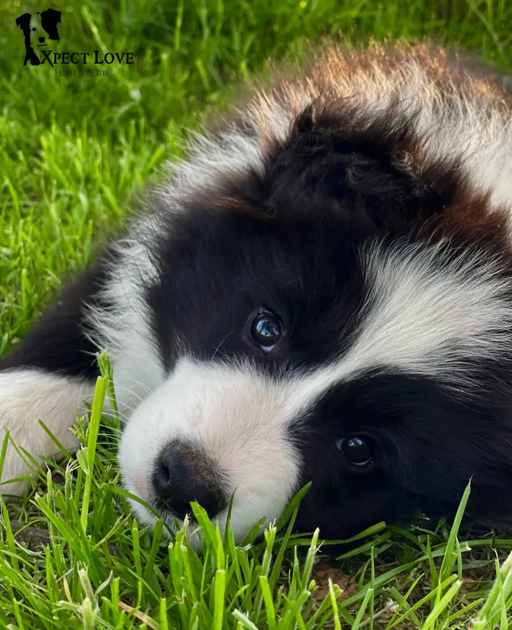 Xpect Love Border Collie Kennel - Borsod-Abaúj-Zemplén pet otel görseli 3