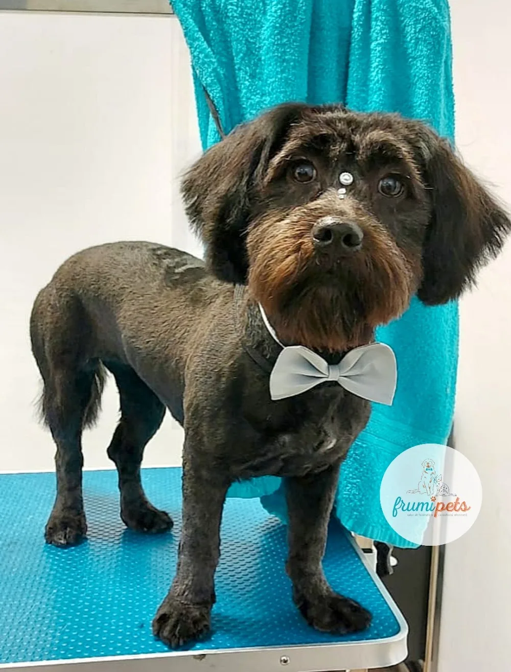 Cabinet veterinar /Grooming/ Hotel FrumiPets - Botoșani pet otel görseli 3