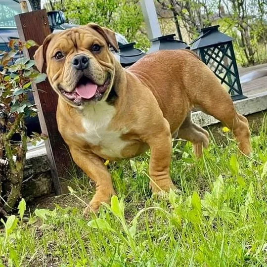 RoyalBullyFame Kennel - Botoșani pet otel