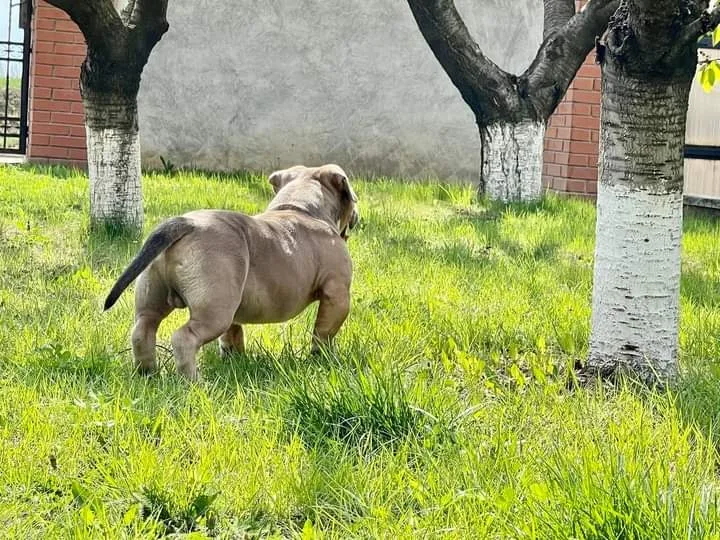 RoyalBullyFame Kennel - Botoșani pet otel görseli 3