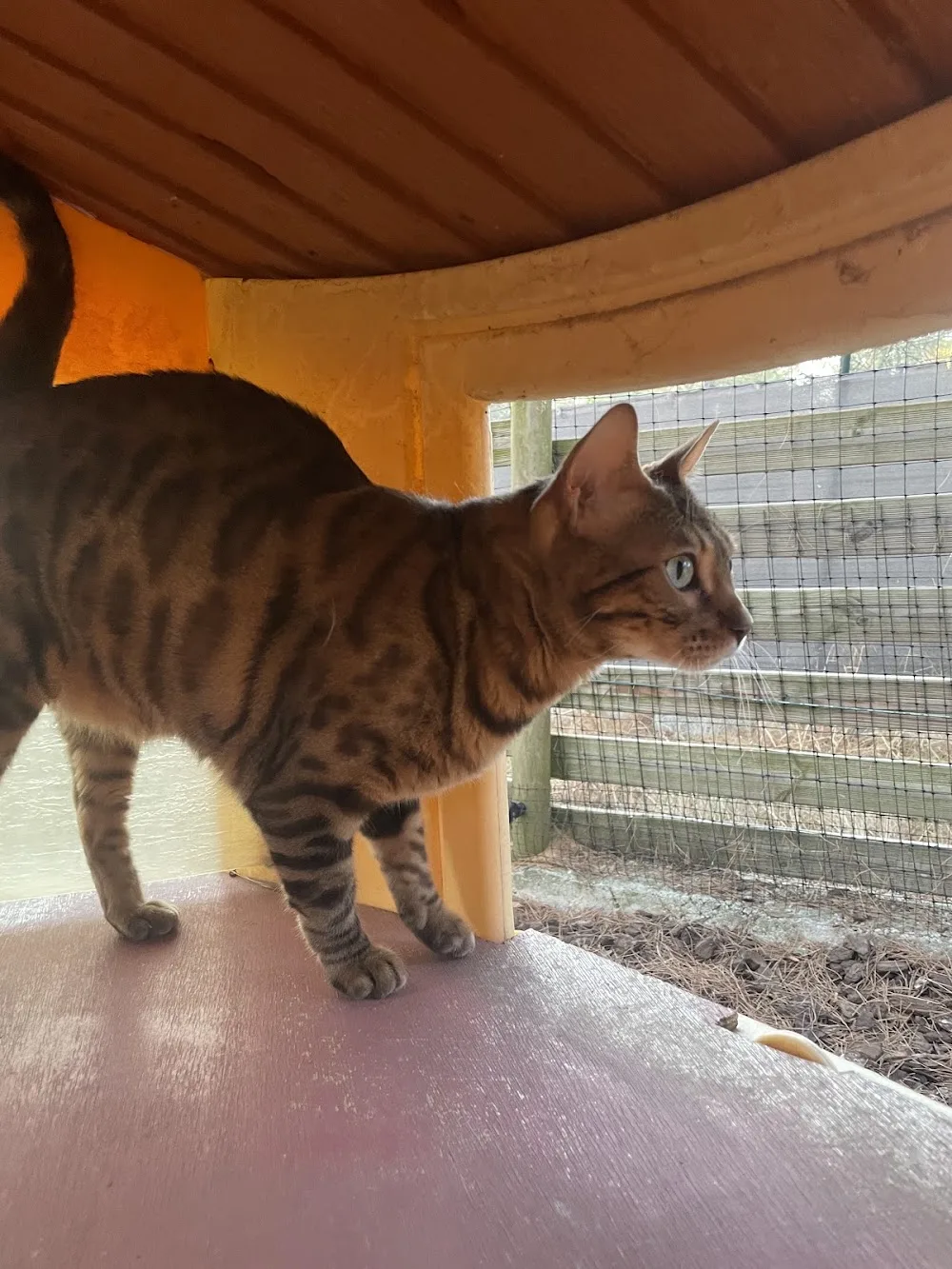 ABVA La Maison des Chats - Bouches-du-Rhône pet otel görseli 3
