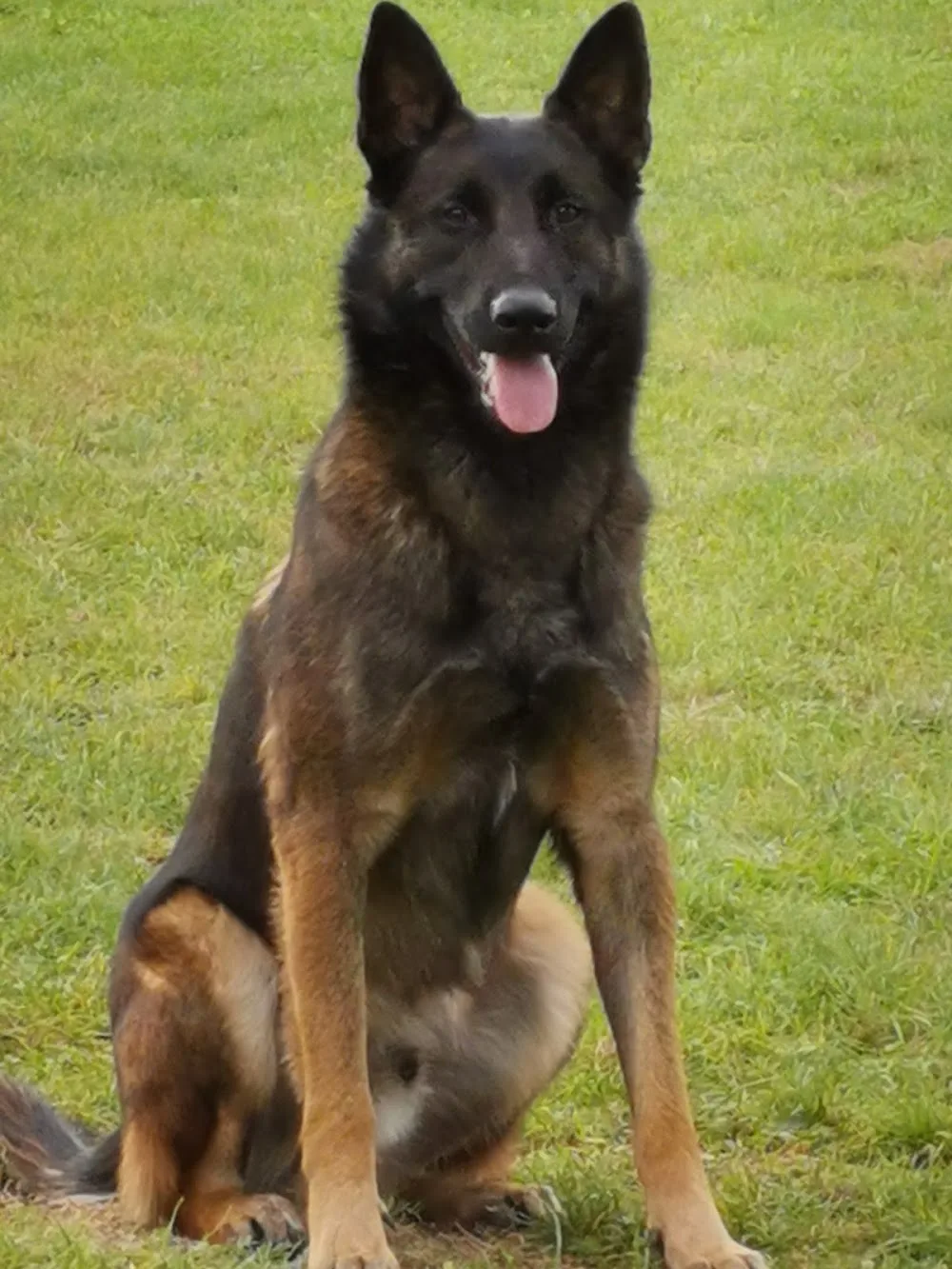 Identité Canine / Vallon des Serps - Bouches-du-Rhône pet otel